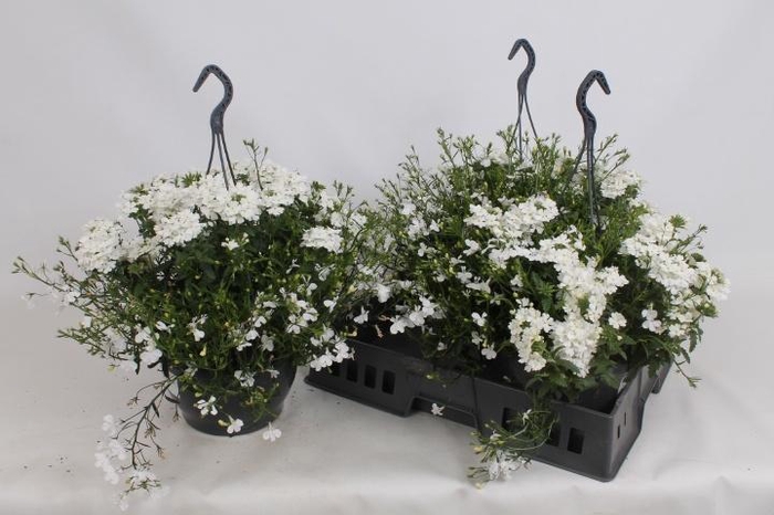 <h4>HANGING BASKETS</h4>