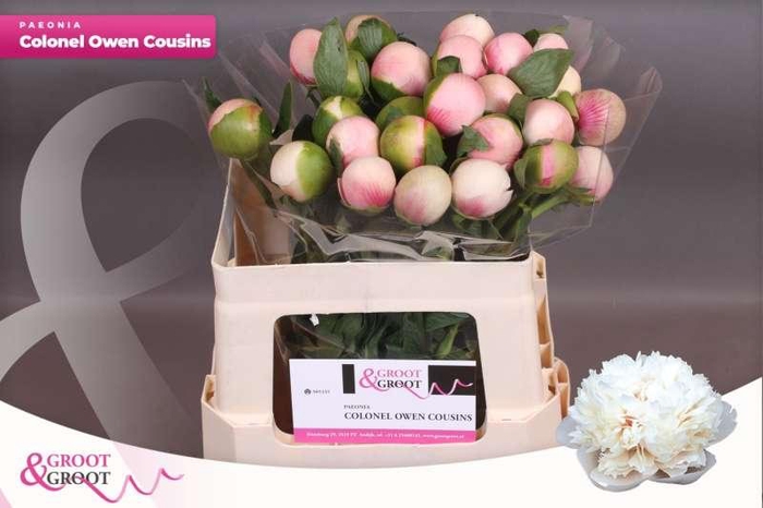 <h4>Paeonia Col Owen Cousin</h4>