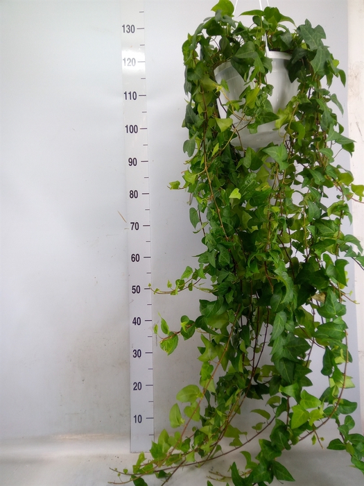 <h4>Hedera helix 'Mein Herz'</h4>