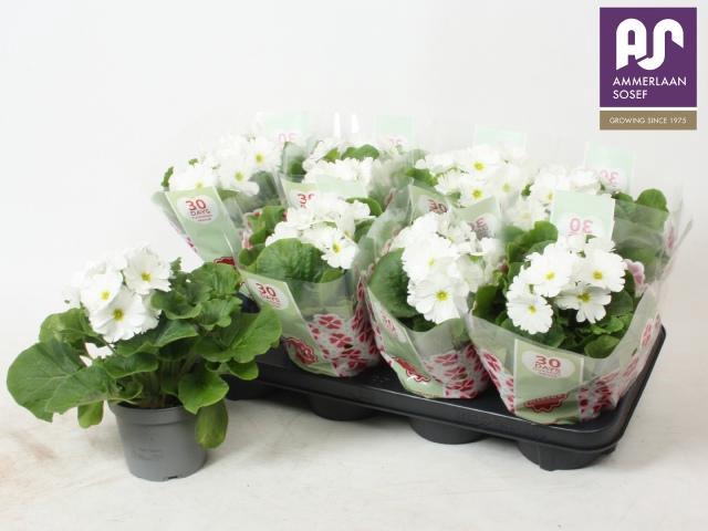 <h4>PRIM OB TM WHITE</h4>