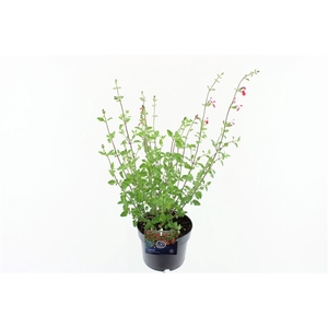 Salvia microphylla Hotlips