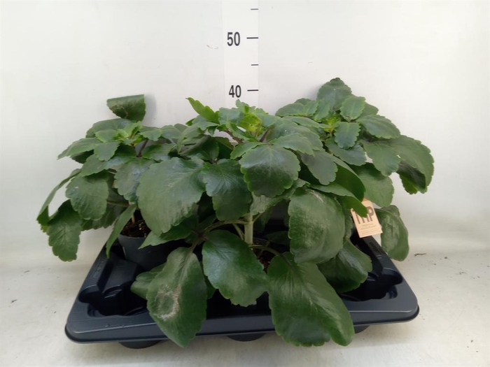 <h4>Kalanchoe ...</h4>