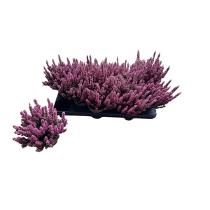 CALLU BL MIXK