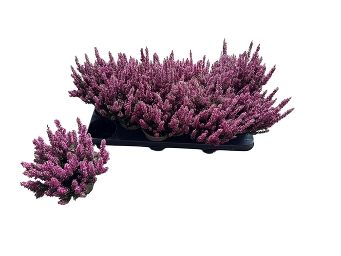 <h4>CALLU BL MIXK</h4>