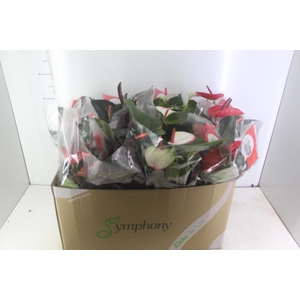 ANTHURIUM VARIADO P15