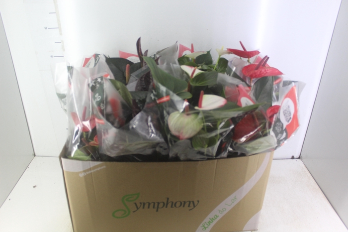 <h4>ANTHURIUM VARIADO P15</h4>