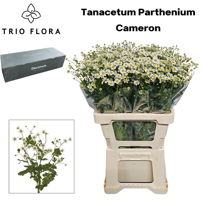 <h4>TANA PA CAMERON big box 80</h4>
