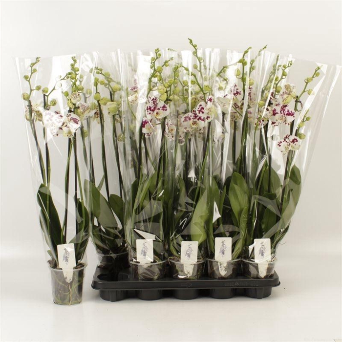 <h4>Phal An Marrakesh</h4>