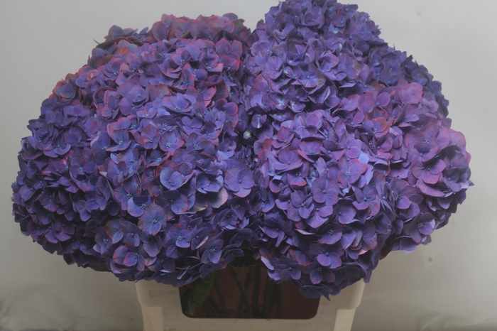 <h4>HYDR M MIDNIGHT SKY</h4>