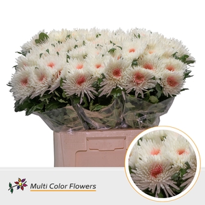 CHR G TOPSPIN ROSE HART