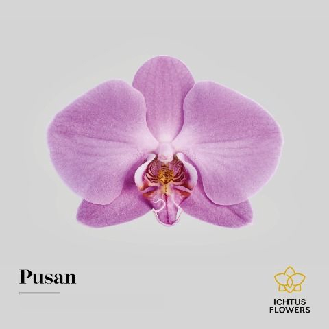 <h4>Phalaenopsis Pusan</h4>