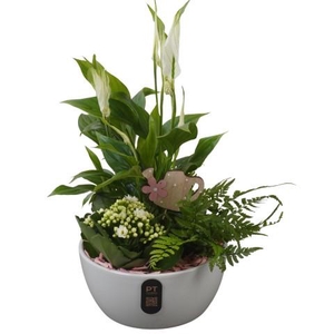 PTIB5154 Arrangementen kamerplanten
