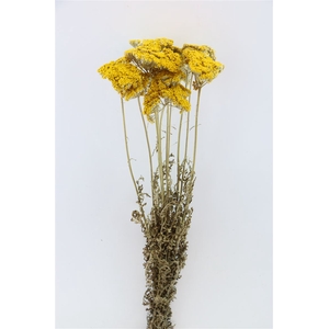 Dried Achillea Natural Bunch Slv