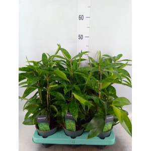 Dracaena surculosa