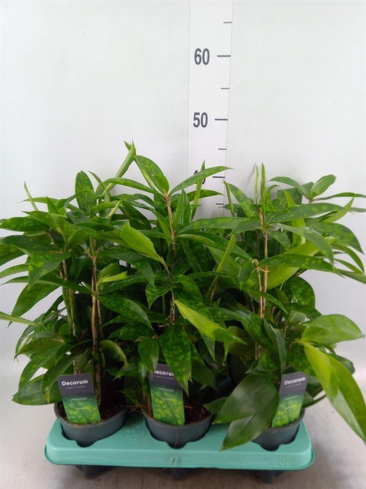 <h4>Dracaena surculosa</h4>