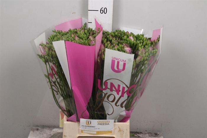 <h4>Fr Du Rosario</h4>