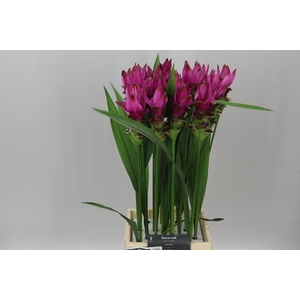 Curcuma Siam Soul X16