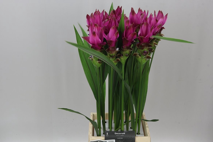 <h4>Curcuma Siam Soul X16</h4>