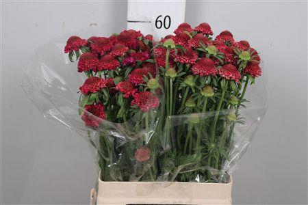 <h4>Scab At Raspberry Scoop</h4>