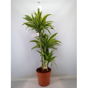 Dracaena fr de 'LemonLime'