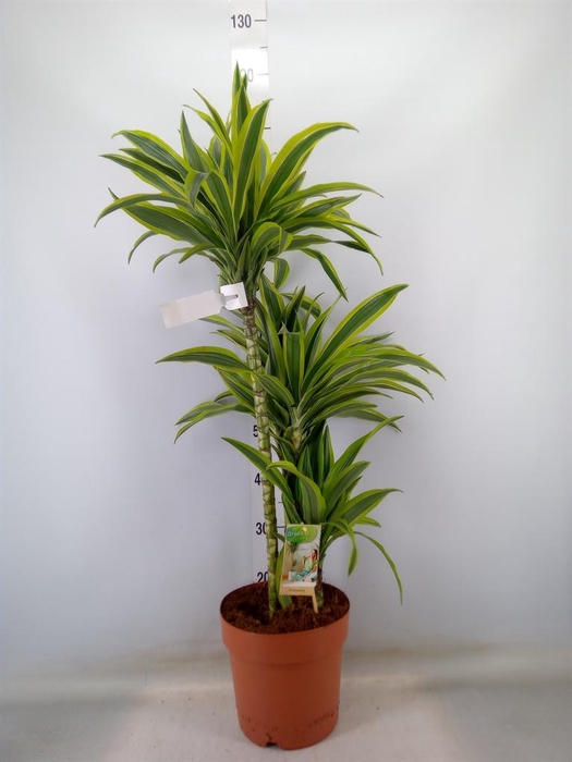 <h4>Dracaena fr de 'LemonLime'</h4>