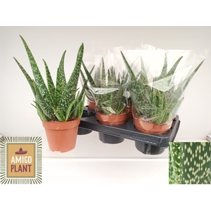 ALOE TROPICAL