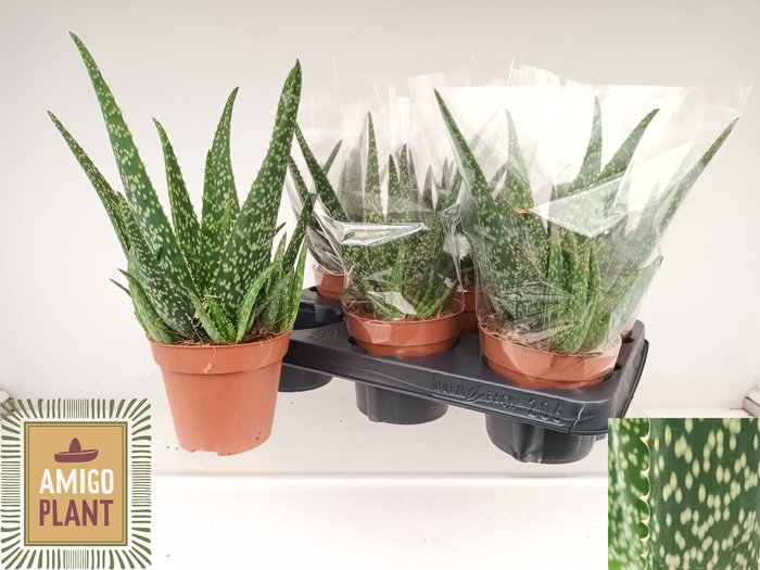 <h4>ALOE TROPICAL</h4>