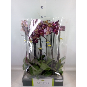 Phalaenopsis   ...red