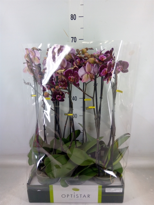<h4>Phalaenopsis   ...red</h4>
