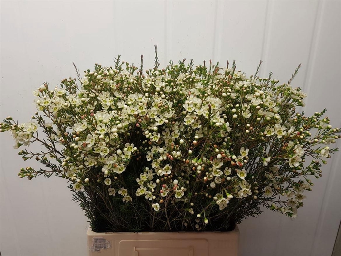 <h4>CHAME ME SIRIUS</h4>