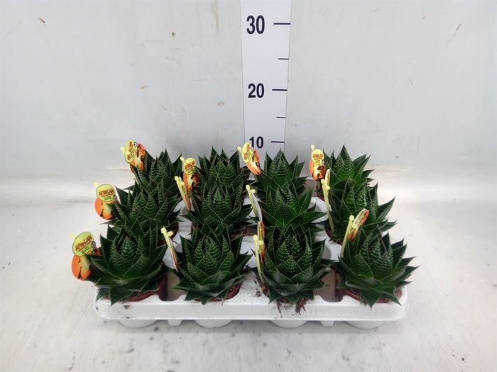 <h4>Aloe aristata 'Cosmo'</h4>