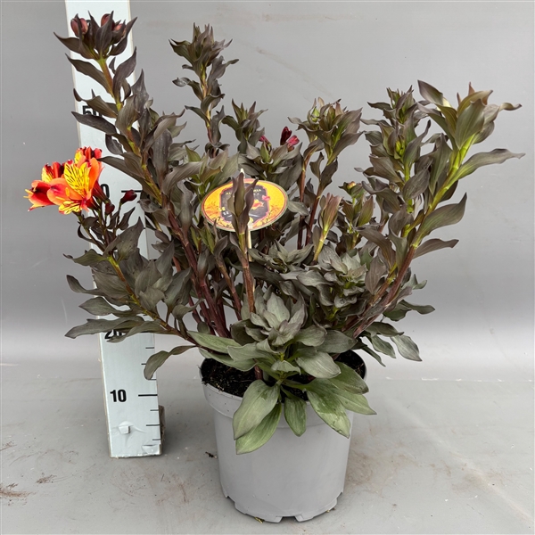 <h4>Alstroemeria 'Indian Summer' C5</h4>
