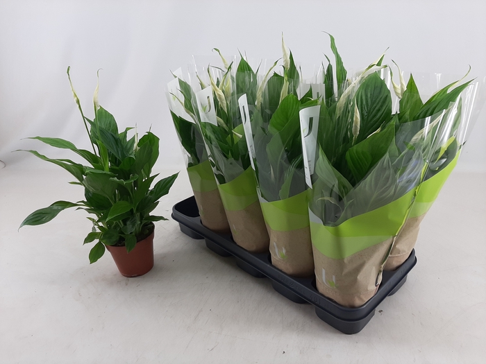 <h4>SPATH TORELLI</h4>