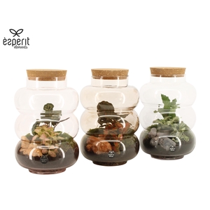 90692: Terrarium arrangement