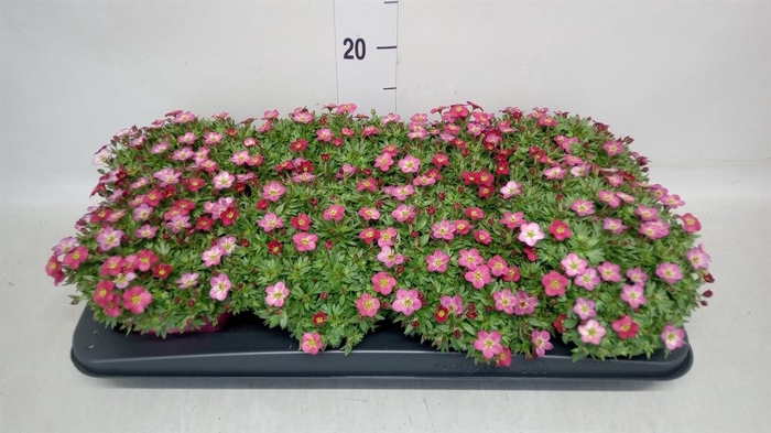 <h4>Saxifraga arend.</h4>