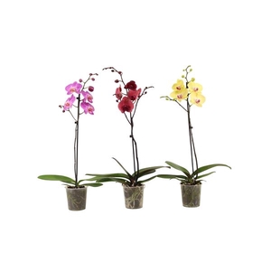 Phal Mix 1T9+ Vertakt