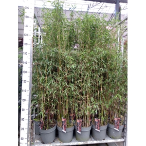 Fargesia  'Jiuzhaigou 1'