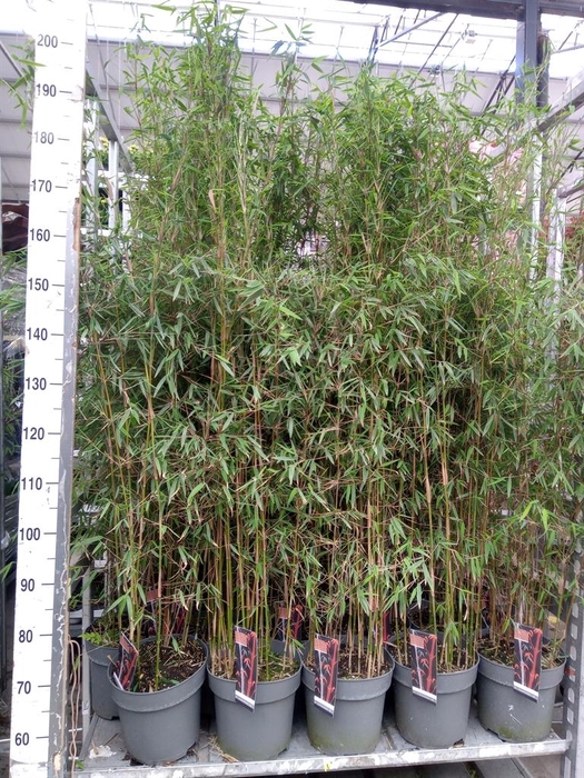 <h4>Fargesia  'Jiuzhaigou 1'</h4>