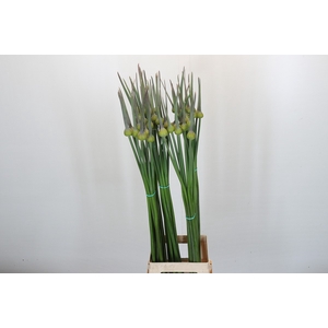 Allium Cepa Judith
