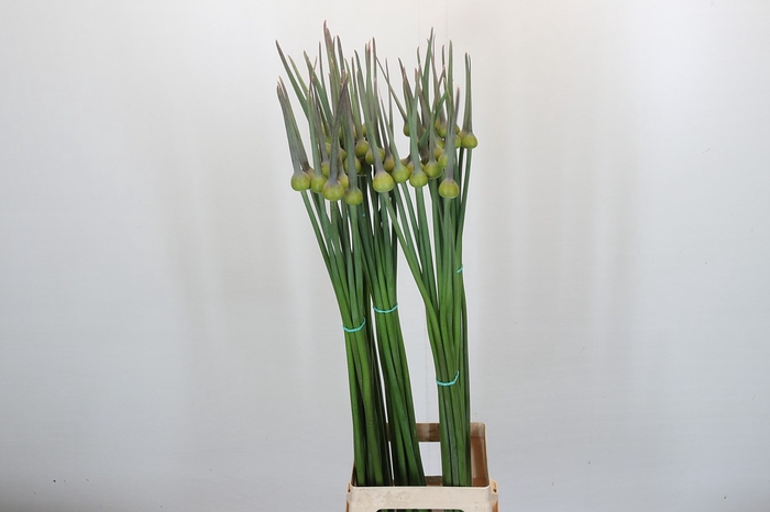 <h4>Allium Cepa Judith</h4>