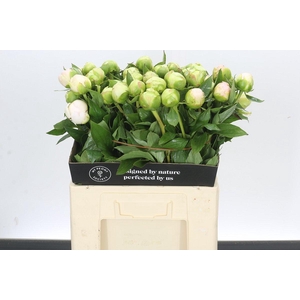 Paeonia Green Mothers Choice