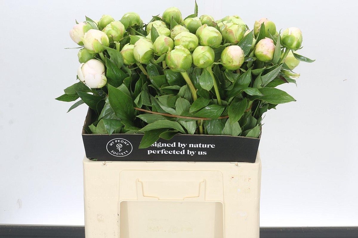 <h4>Paeonia Green Mothers Choice</h4>