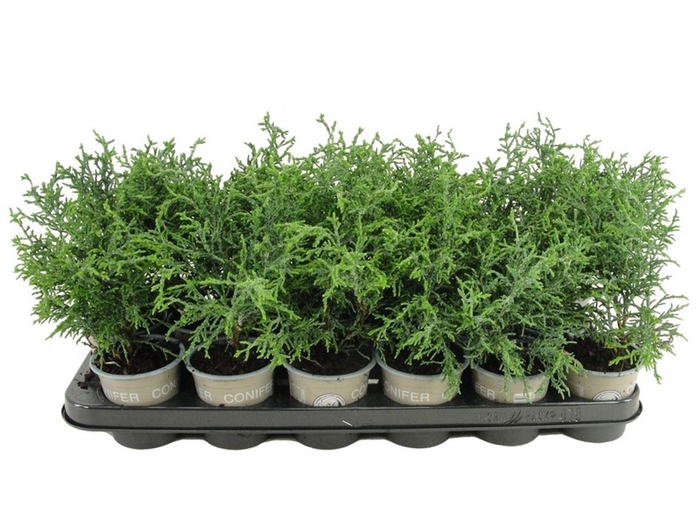 <h4>Chamaecyparis obtusa</h4>