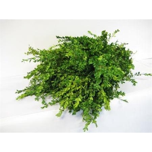 BUXUS PER BOS