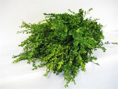 <h4>BUXUS PER BOS</h4>