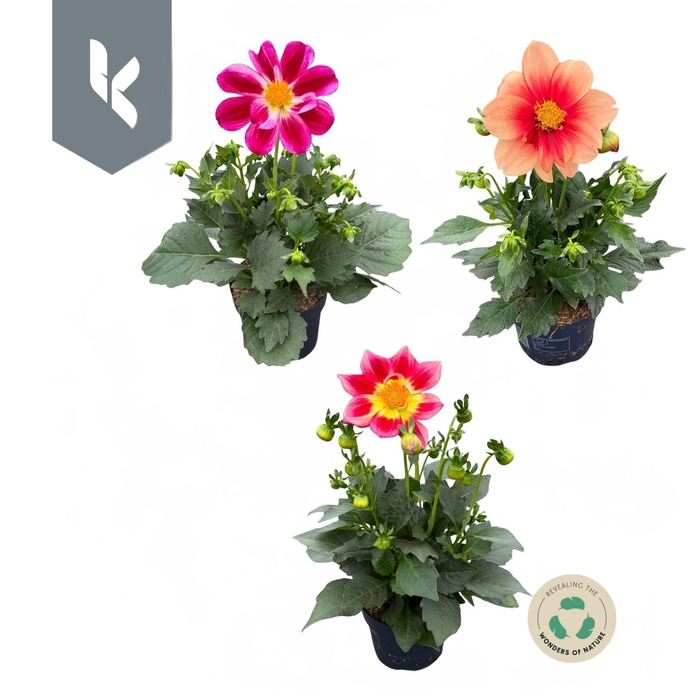 <h4>Dahlia (Miscellaneous Grp) Summerbe</h4>