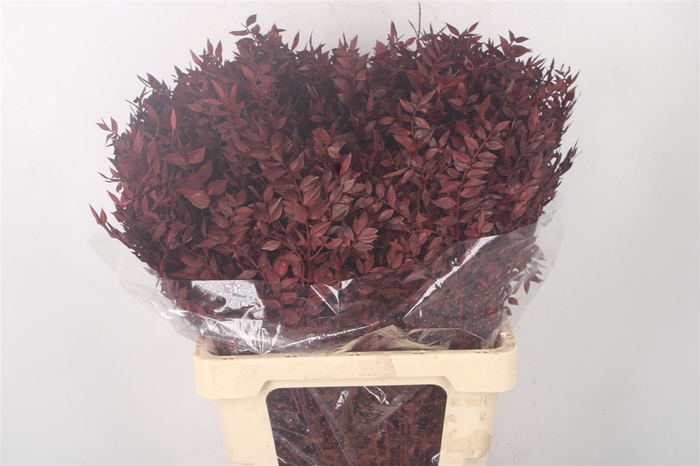 Ruscus. Brown Per Stem