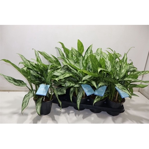 Aglao Silver Queen