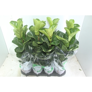 FICUS LYRATA BAMBINO P15 COMPACTO