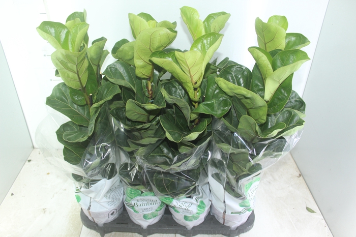 <h4>FICUS LYRATA BAMBINO P15 COMPACTO</h4>